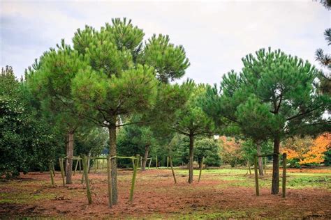 Pinus Pinea Caragh Nurseries