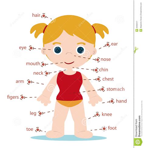Parts of the body | infographic. Girl body parts stock vector. Illustration of hand, female - 25932477