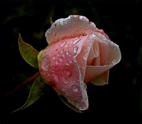 Rosebud Pink Raindrops Nature Flowers Hd Wallpaper Pxfuel