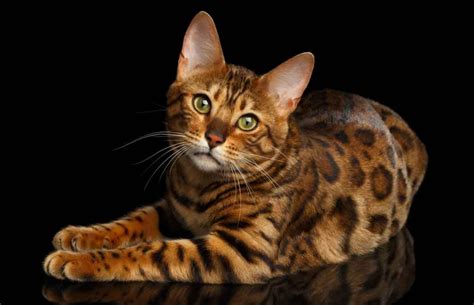 The Biggest Bengal House Cat Breeds Big House Cats