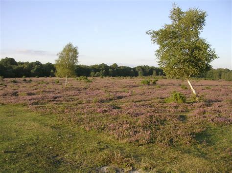 White Moor New Forest © Jim Champion Cc By Sa20 Geograph Britain