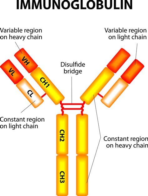 Immunoglobulin Function Types Test And Immunoglobulin Deficiency