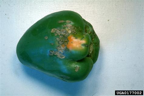 Chilli Pepper Diseases And Pests Description Uses Propagation