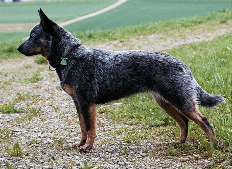 91 Best Australian Cattle Dogblue Heeler Images On Pinterest Blue