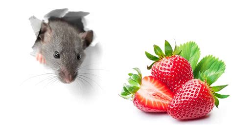 You could also make a smoothie puree of frozen strawberry to pour over dinner. Can Rats Eat Strawberries Or Are They Best Avoided?