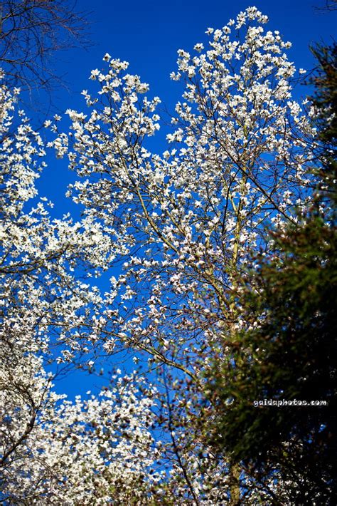 We did not find results for: Frühlingsblüten im Forstbotanischen Garten Köln
