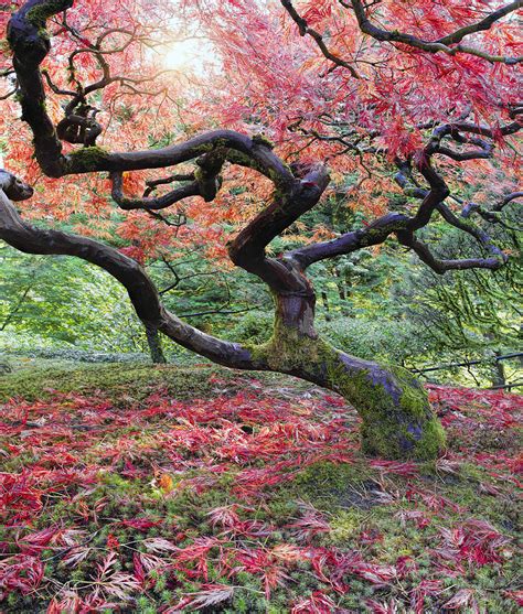 Fall in japan refreshes us with its cooler temperatures and crisp weather. Old Japanese Maple Tree In Fall Photograph by David Gn