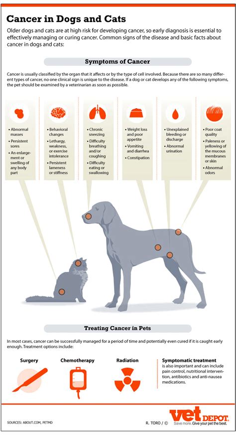 Signs Of Cancer In Dogs And Cats