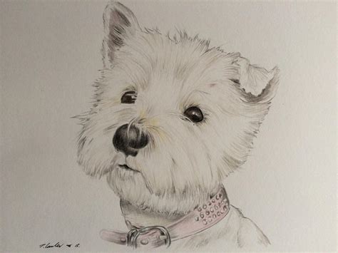 Westie Dog Drawing West Highland Terrier By Billyboyuk On Deviantart
