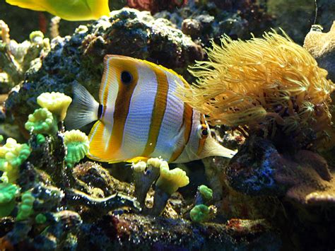 Butterflyfish Tropical Ocean Sea Underwater Wallpapers