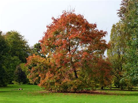 Acer Platanoides Trees And Shrubs Online