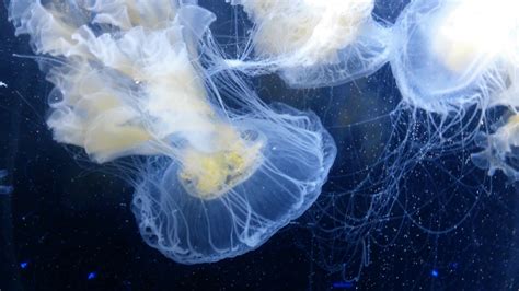 Free Images Sea Ocean Underwater Tranquil Jellyfish