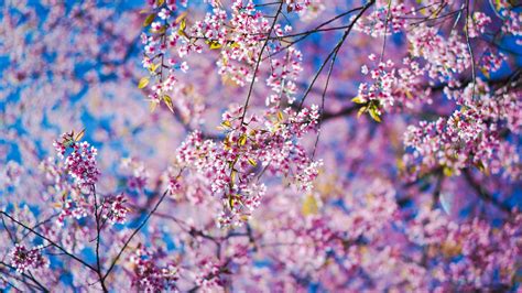 Spring Flowers Abstract Hd Abstract 4k Wallpapers