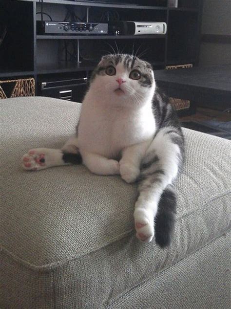 Some Cats Comfortably Sit In Hilariously Weird Positions