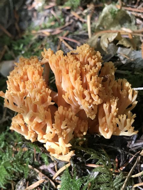 Coral Mushroom Oregon Coast Mycology
