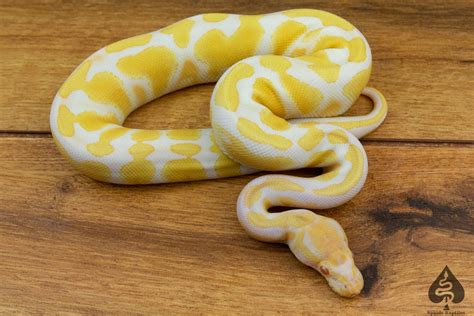 Albino Het Pied Ball Python By Spaids Reptiles Morphmarket
