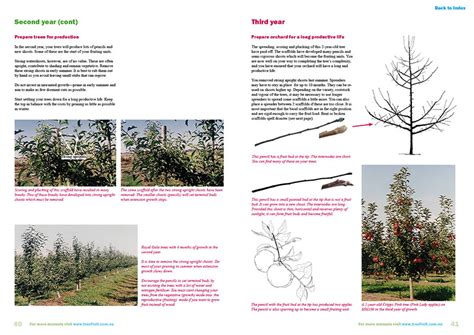 The central trunk in a central leader pruning system from which the main scaffold limbs emerge. Orchard manual to grow apples on Central Leader system