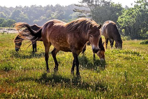 Summer Meadow With Horses Stan Schaap Photography