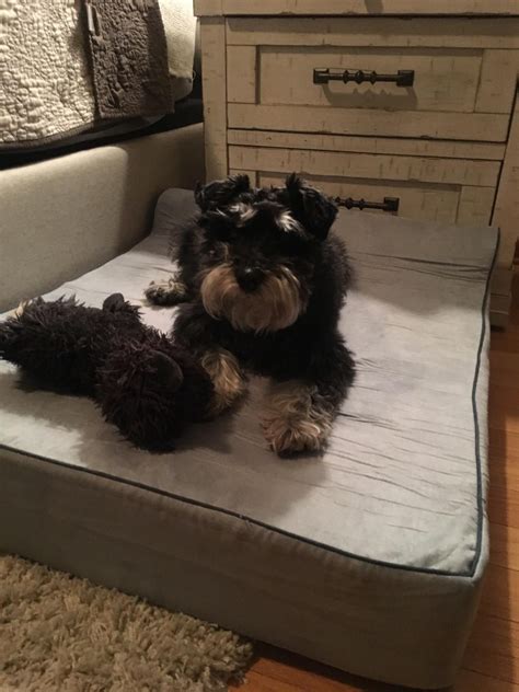 As for cleaning different types of dog beds, follow the directions indicated on the bed's label, as washing instructions may differ depending on the. Two water-resistant zippered covers provide double-layer ...