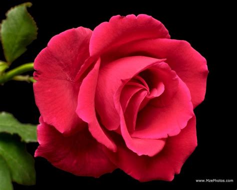 Free Download Red Rose With Black And White Background Wallpaper 224278