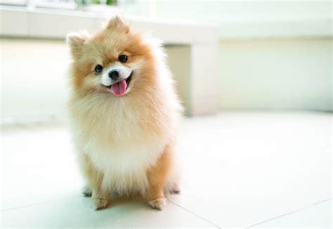 Pomeranian Dog Breed Info And Health Advice Everypaw
