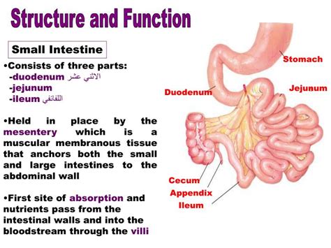Large Intestine Parts And Functions Bruin Blog