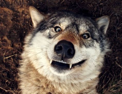 White Wolf 17 Pictures Of Happiest Wolves Who Show The Best Smiles