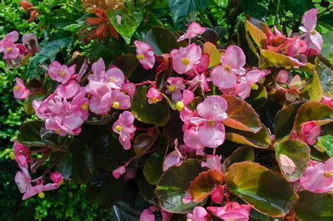 How To Grow Begonias Begonia Care Guide Pruning Growing Propagating