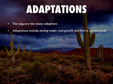 The cactus has a single deep taproot—the rest of its roots grow close to the surface of the ground in order i live next to the rincon mountains, surrounded by these amazing cacti. Saguaro Cactus by Noel De Luca