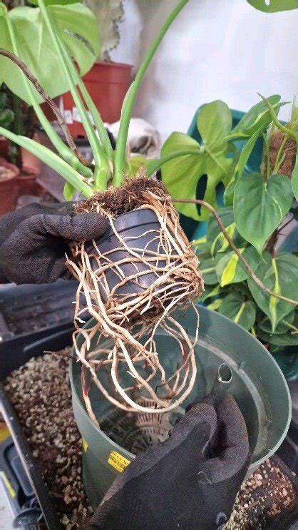 Jumbi Peckham Indoor Plants — Repot Hackney Wick