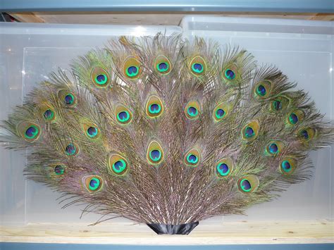 Laura Timmons Peacock Feather Fan
