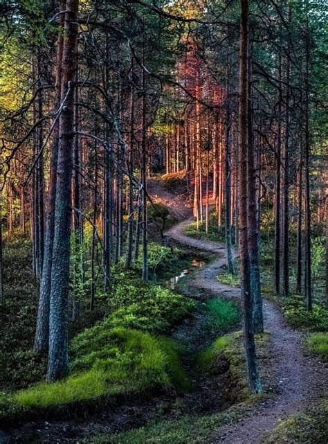🇫🇮 Winding Path In The Forest Finland By Asko Kuittinen Cr Trail