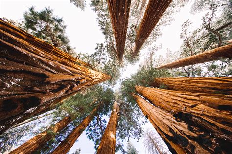 Visiting Kings Canyon And Sequoia National Parks In The Winter — Beyond