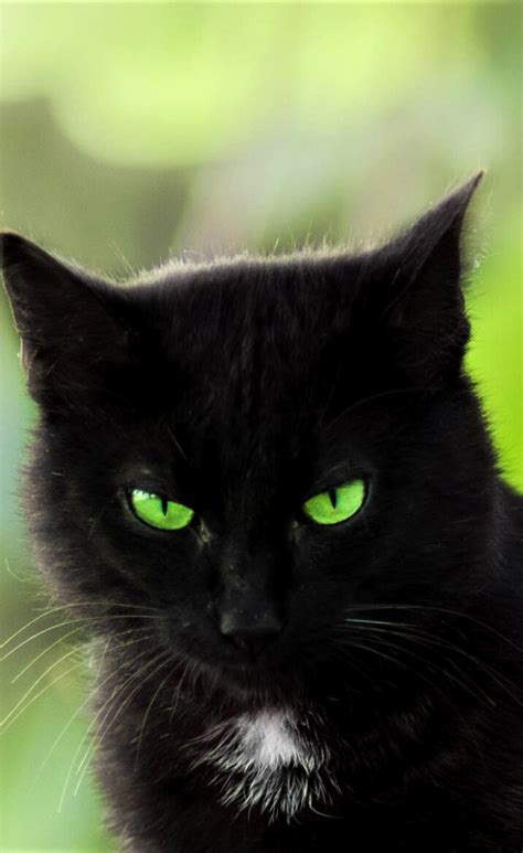 Fluffy Black Cat Breeds With Green Eyes Dogs And Cats Wallpaper