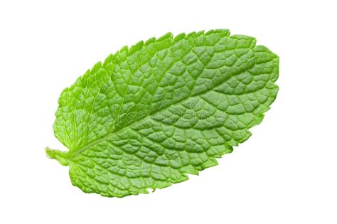One Fresh Mint Leaf Close Up Stock Image Image Of Plant Ingredient