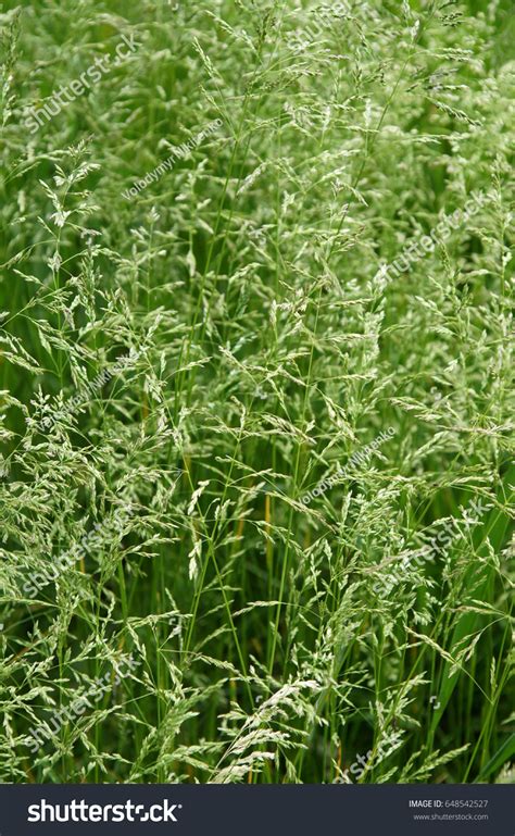 Meadow Grass Tall Fescue Festuca Partensis Stock Photo 648542527