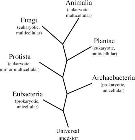 Kingdom Eubacteria Chart