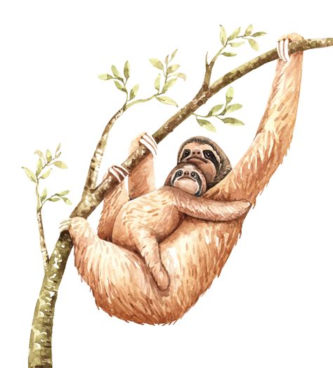 Collection 101 Pictures Sloth Hanging From Tree Drawing Superb