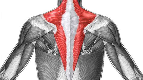 Reverse shoulder replacement has become increasingly popular for people with serious shoulder pain, immobility and rotator cuff injuries. Best Trap Workouts: 5 Workout Moves for Building Massive Traps