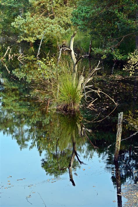Free Images Landscape Tree Water Forest Swamp Branch Wood Leaf