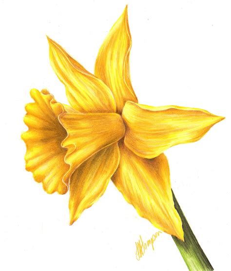 Wild Daffodil Botanical Coloured Pencil Drawing Online Course