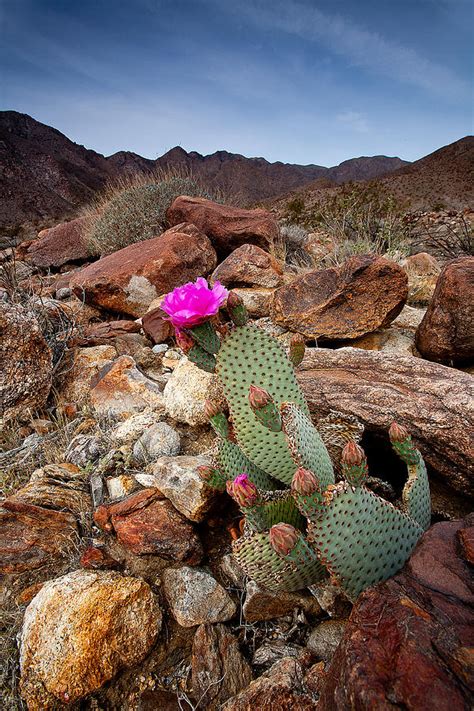 Desert Beavertail Photograph By Peter Tellone Fine Art America