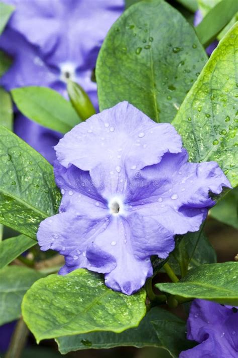 Tropical Blue Flowers Stock Photo Image Of Green Rain 14710716
