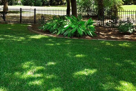 The Best Grass Seed For Shade Of Picks From Bob Vila