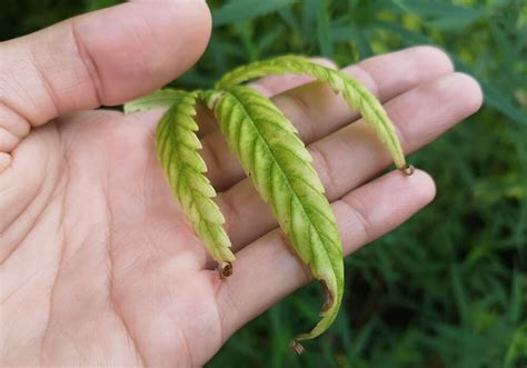 3 Steps To Spot And Correct Zinc Deficiency In Cannabis Plants