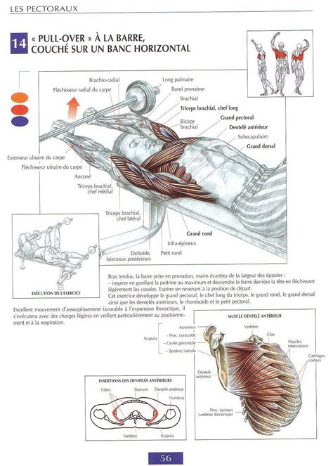 Aug 29, 2020 · here, we break down the anatomy of your chest muscles. BEST chest workouts | guide de musculation