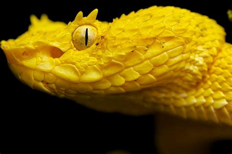 Yellow Eyelash Pit Viper Bothriechis Schlegelii Found Du Flickr