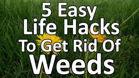 How To Get Rid Of Weeds And Grass In Garden Garden Likes