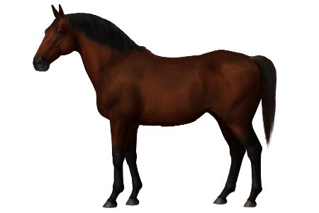 horse breeds abyssinian horse world