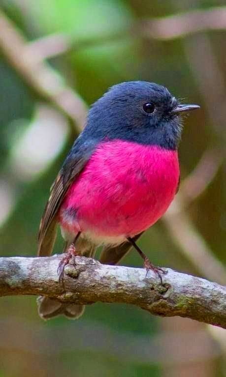 Pink Robin Totaly Outdoors
